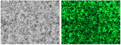 Morphology LV-eGFP-PGK-Puro 