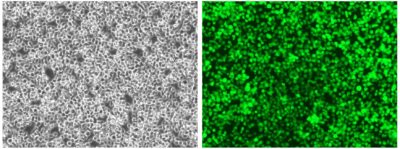 Cell Morphology C1498-Fluc-Neo/eGFP-Puro