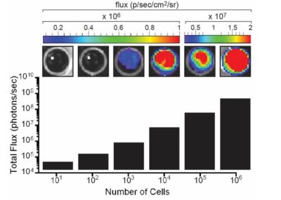 Luciferase Expression C1498-Fluc-Neo/eGFP-Puro