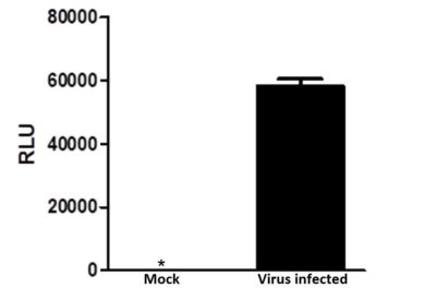 VV(WR)-CBG-RFP Luciferase Expression