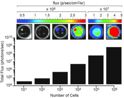 A20FlucPuro Luciferase Expression