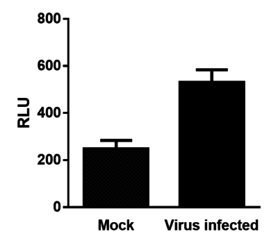 VV(Li)-RlucGFP-lacZ-tRFP Luciferase Expression