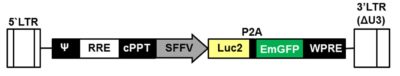 LV-Luc2-P2A-EmGFP