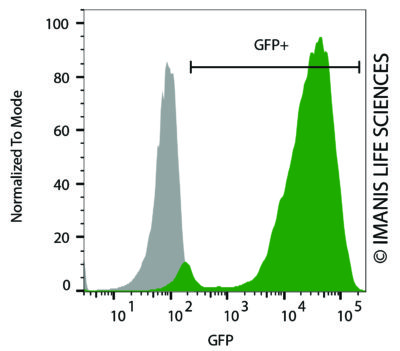 LV-Luc2-P2A-EmGFP eGFP Expression