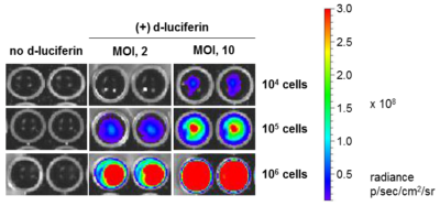 LV-Luc2-P2A-EmGFP