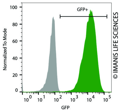 LV-eGFP-P2A-Neo eGFP Expression