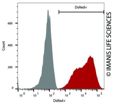 LV-DsRed-PGK-Puro DsRed Expression