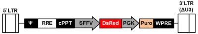 LV-DsRed-PGK-Puro schematic