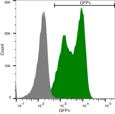 CL152 Enhanced green fluorescent protein (eGFP)