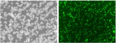 CL152 Enhanced green fluorescent protein (eGFP)