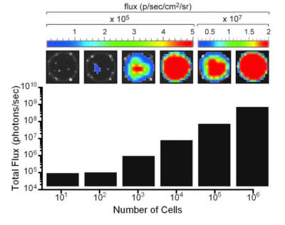 CL152 Enhanced green fluorescent protein (eGFP)