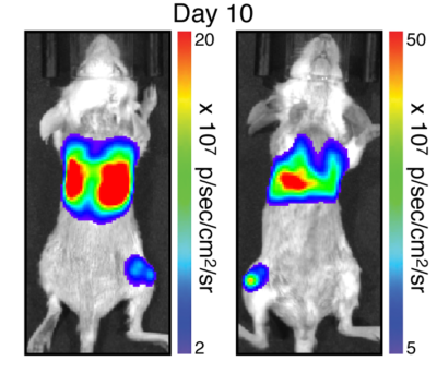 Blab/c mice were implanted intravenously with 5x105 EMT6-Fluc-Puro (CL154) cells. Tumors were imaged by BLI on Day 10.