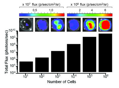 EMT6-Fluc-Puro-Luciferase