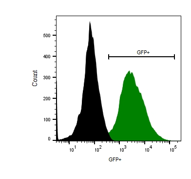 PC3-eGFP-Neo Enhanced green fluorescent protein expressing Prostate Cell Line