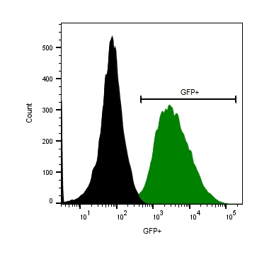 CL125 PC3-Fluc-Puro/eGFP-Neo Luciferase and Green Fluorescent Protein Prostate Human Cell Line