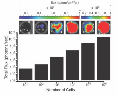 PC3-Fluc-Puro - Prostate Luciferase Expressing Cell Line