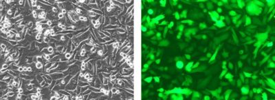 CL125 PC3-Fluc-Puro/eGFP-Neo Luciferase and Green Fluorescent Protein Prostate Human Cell Line