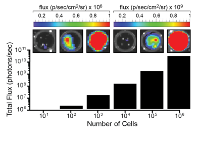 PC3-Fluc-Puro/eGFP-Neo Prostate Human Cell Line