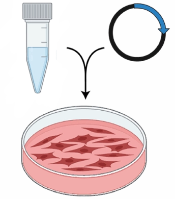 Transfected cells under fluorescence microscopy showing successful gene delivery and expression in cultured cell population