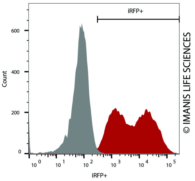 A549-iRFP-Puro iRFP Expression