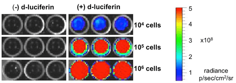 HT1080-Fluc-Neo/eGFP-Puro Luciferase Assay