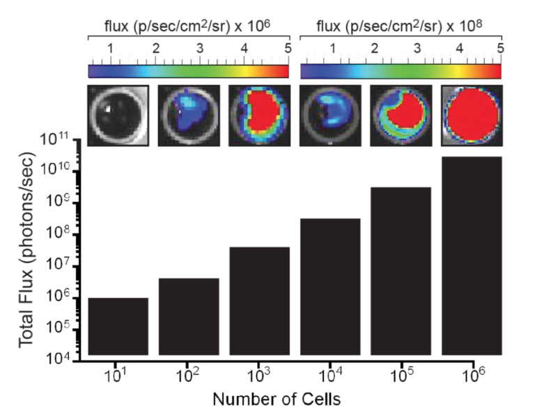 Nalm6-Fluc-Puro Luciferase Expression
