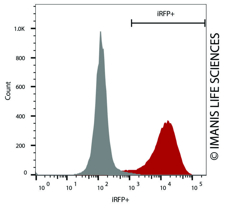 LV-iRFP-P2A-Puro iRFP Expression