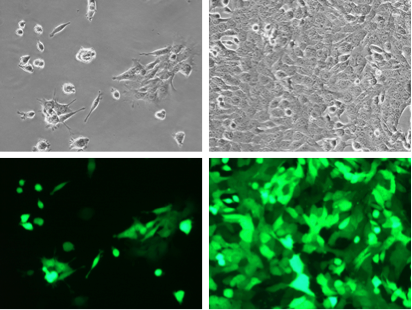 Microscopy shows normal 4T1 morphology in 4T1-Fluc-Neo/eGFP-Puro cells, high GFP expression