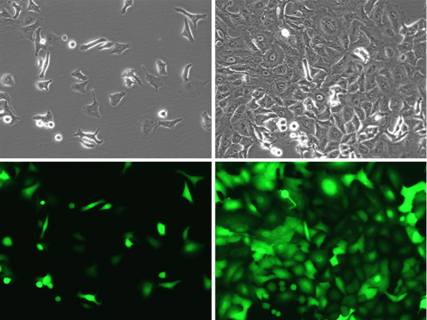 A549-eGFP-Puro Morphology