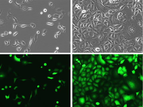 A549-Fluc-Neo/eGFP-Puro Morphology