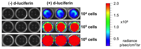A549-Fluc-Puro Luciferase Assay