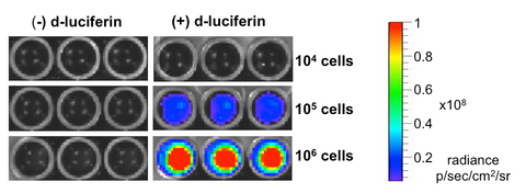 Xenogen imaging with D-luciferin substrate shows high luciferase expression in 4T1-Fluc-Neo/eGFP-Puro cells