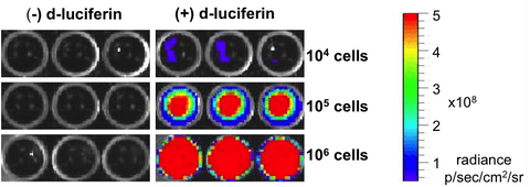  A375-Fluc-Neo/eGFP-Puro Luciferase Assay